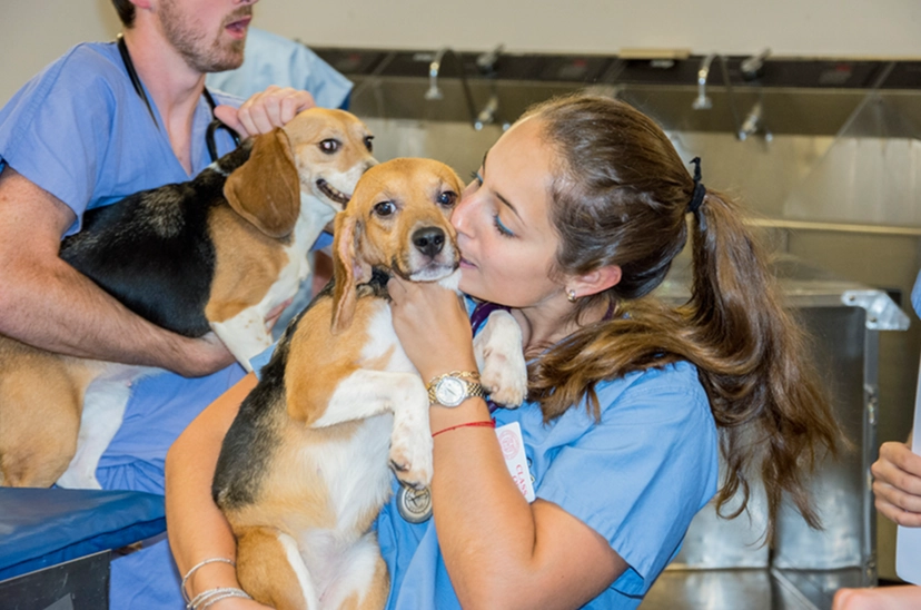 how to work with animals no experience