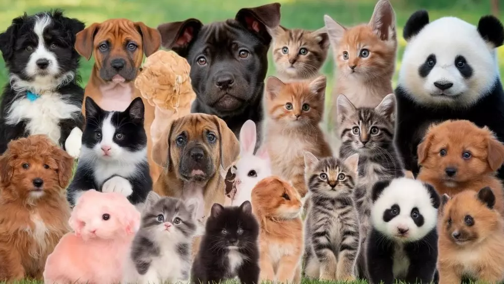 family friendly pets