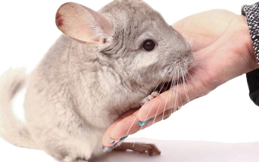 best pets for apartments