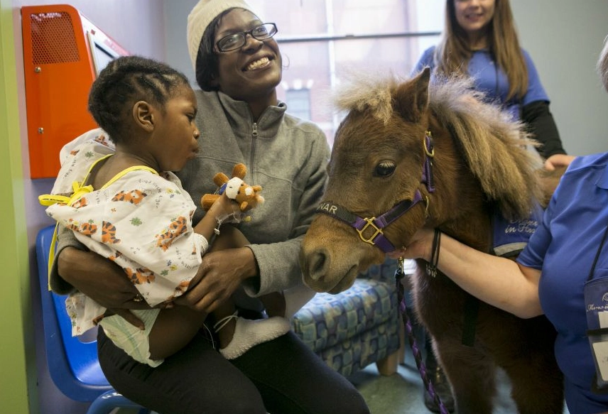 animal assisted therapy salary