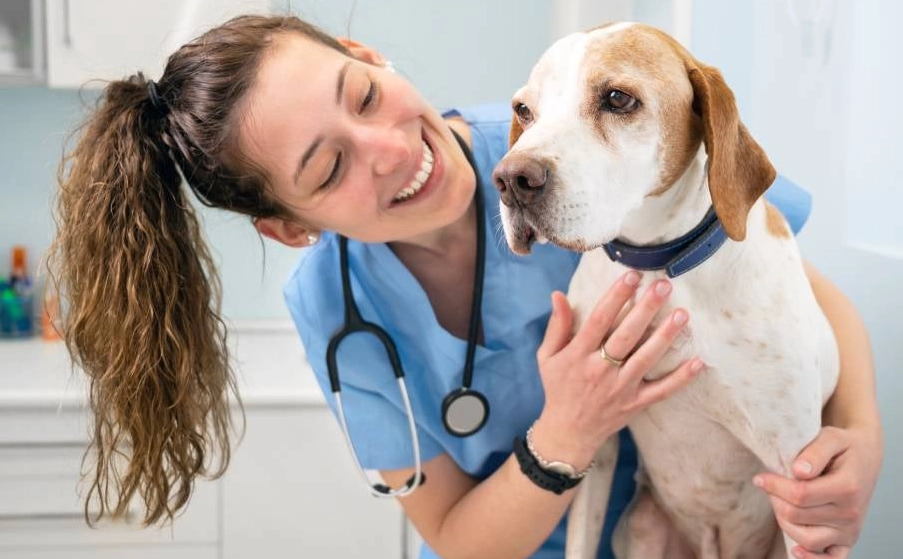 dog care tips