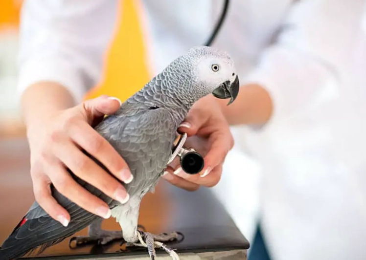 avian psittacosis avian psittacosis