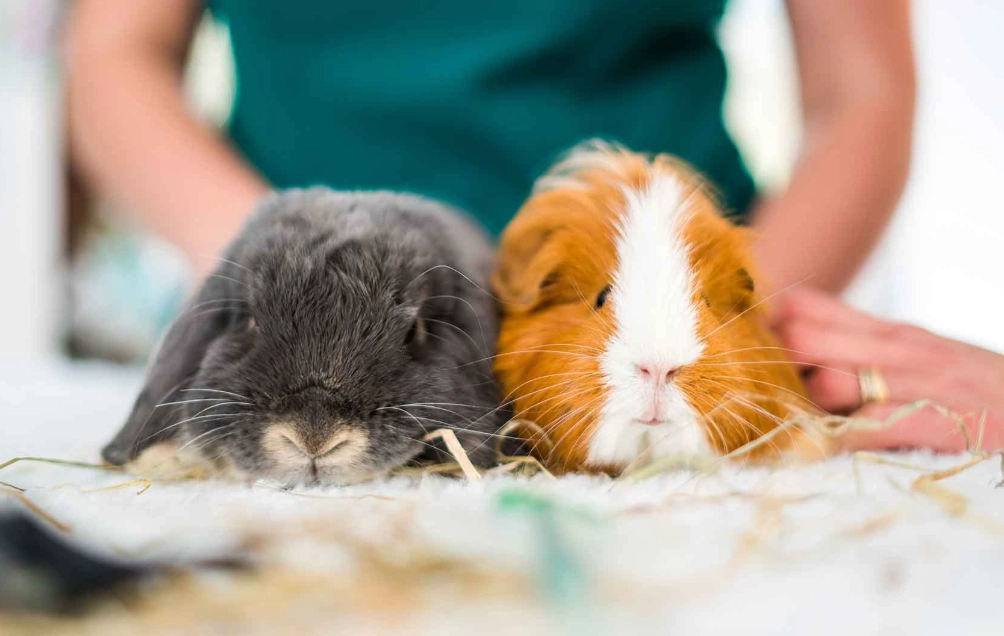 small animal care careers no experience