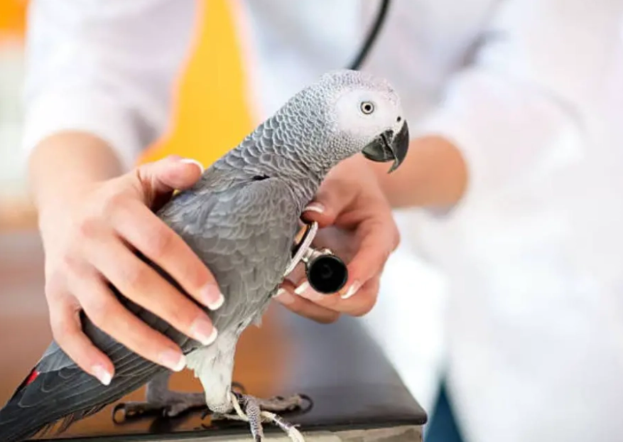avian diseases