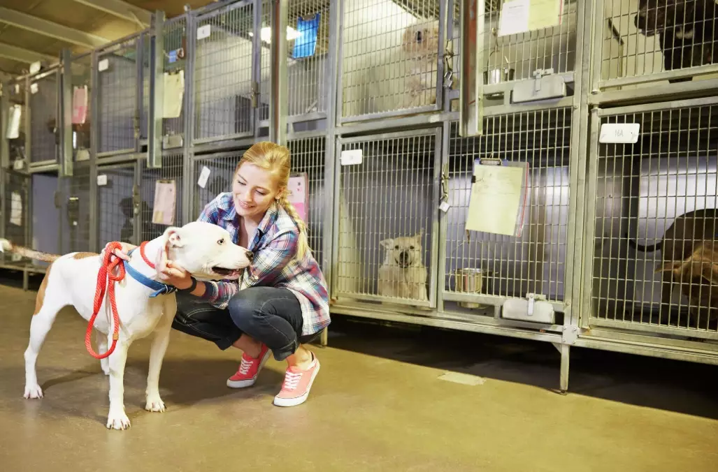 animal shelter careers