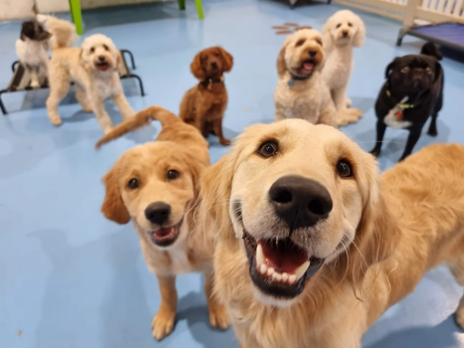 dog health care dog health care