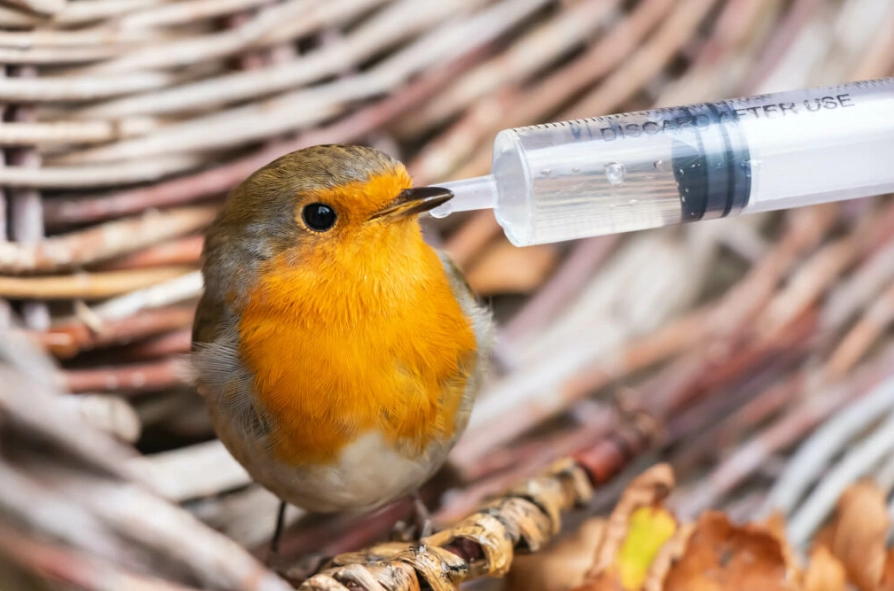 Common bird diseases and treatment