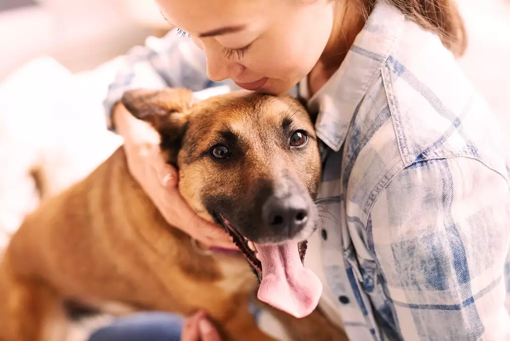 dog care guide dog care guide