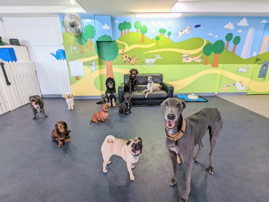 dog care guide dog care guide