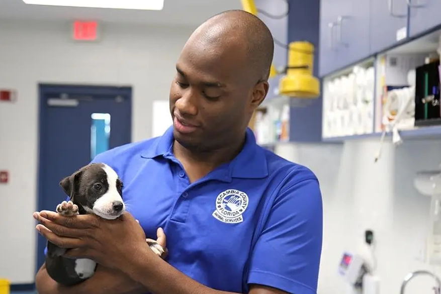 get paid to work with animals