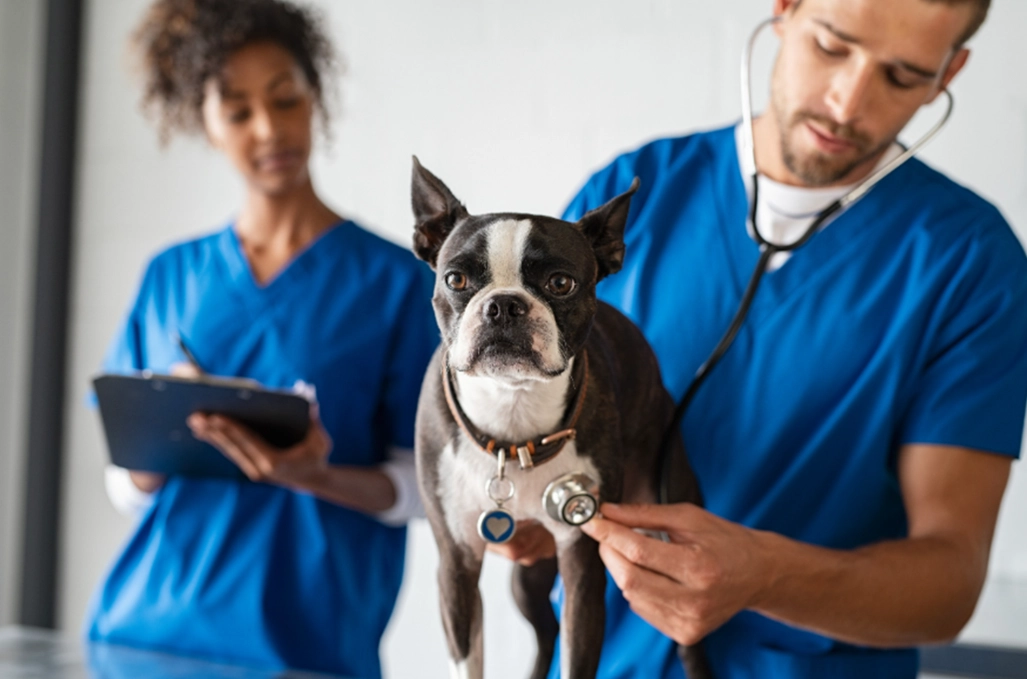 high paying animal jobs