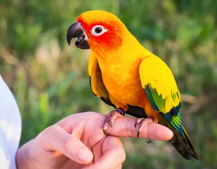 low maintenance pets