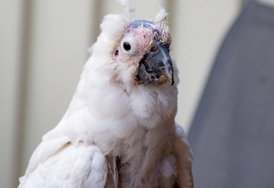 bird flu symptoms bird flu symptoms