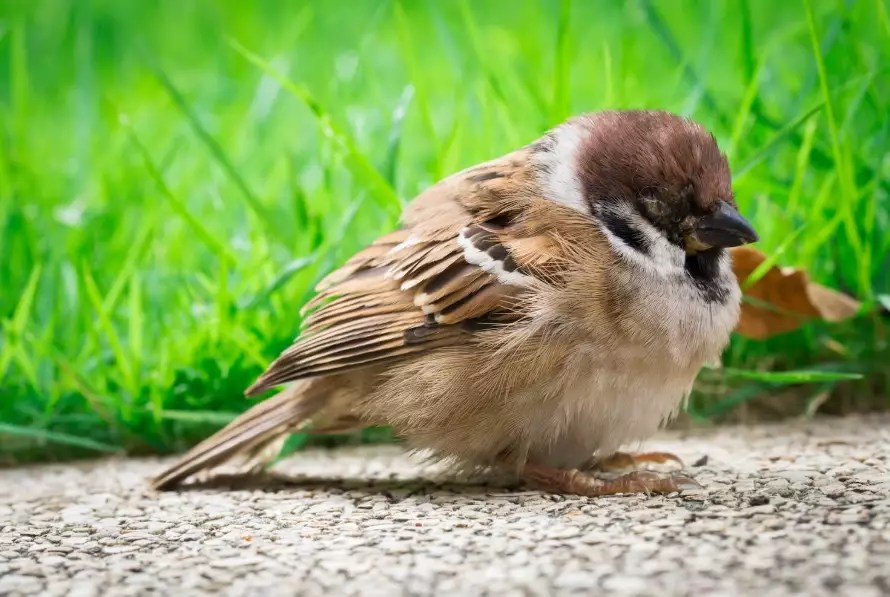 avian diseases avian diseases