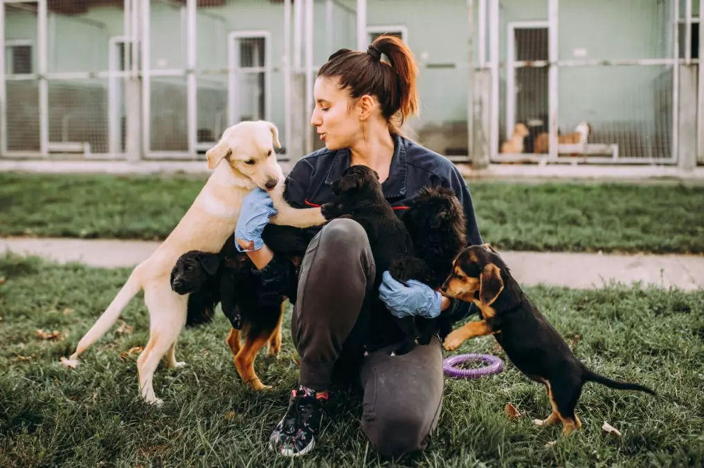 Dog care guide