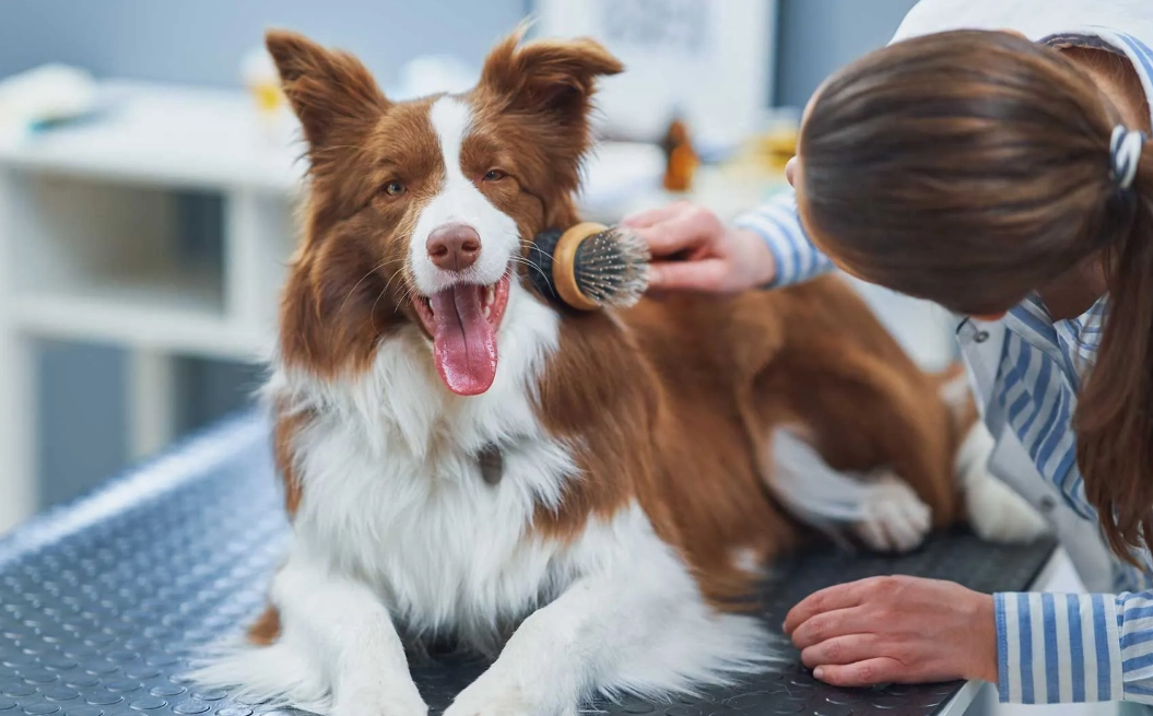 dog health care dog health care