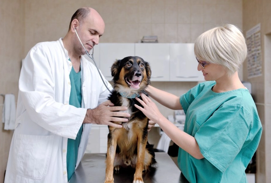 veterinarian
