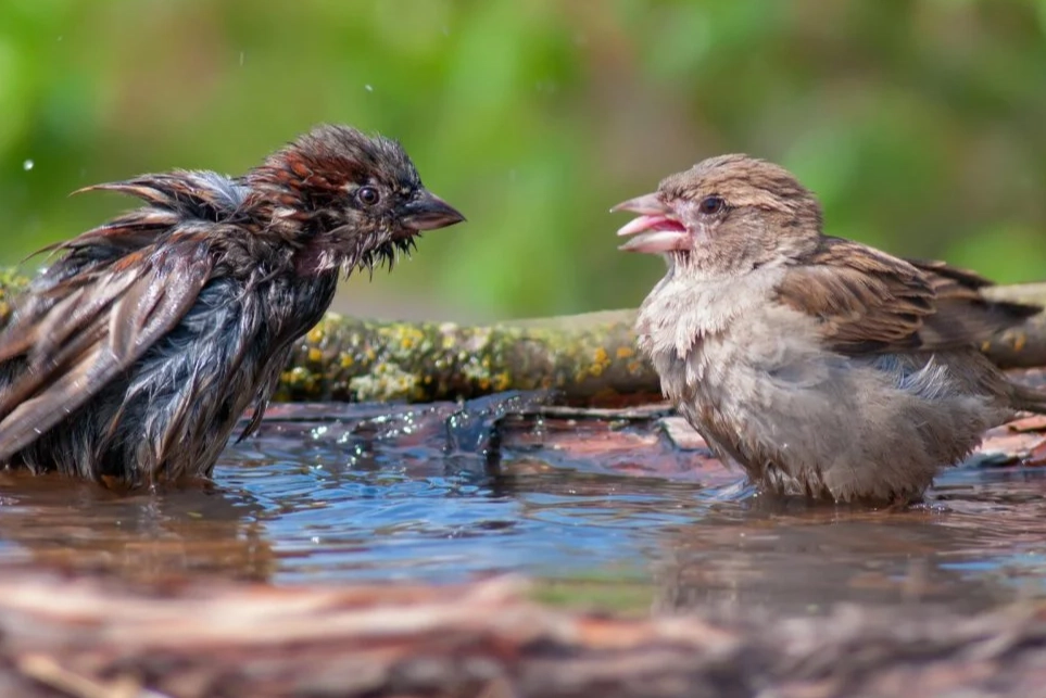 common bird diseases common bird diseases