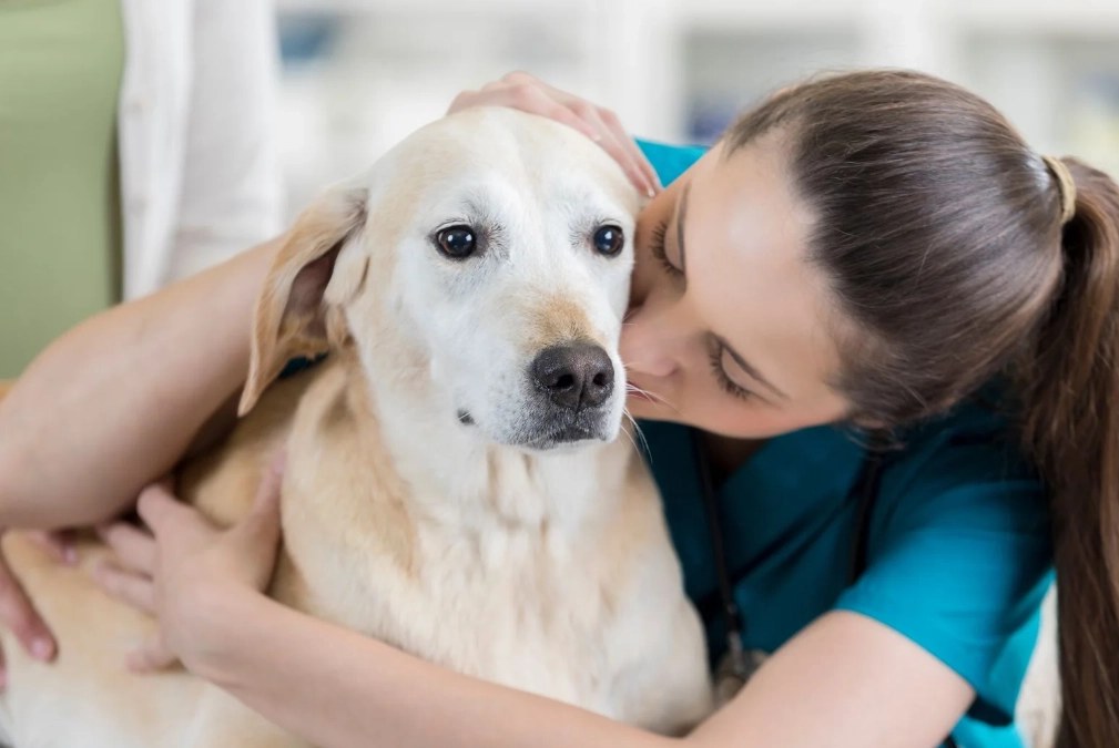 dog care tips dog care tips