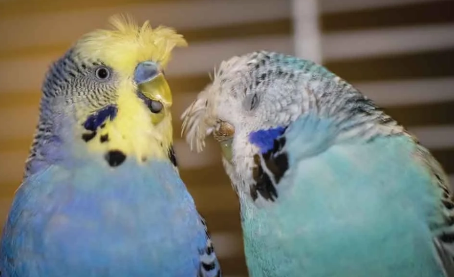 bird illness treatment bird illness treatment
