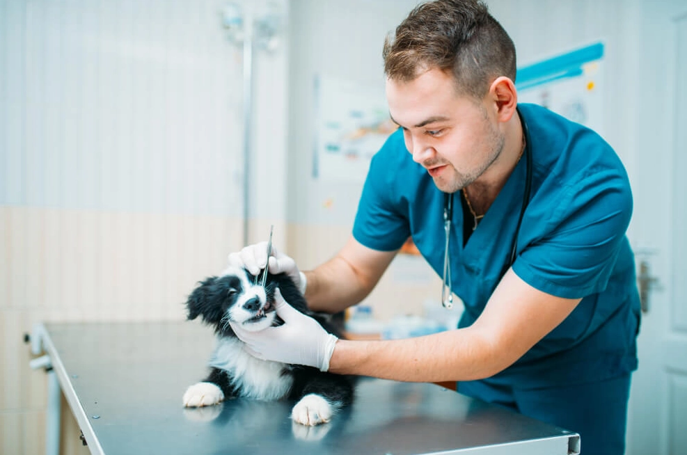 entry level animal care jobs