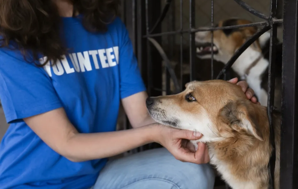 paid animal shelter jobs