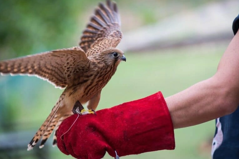 jobs working with animals