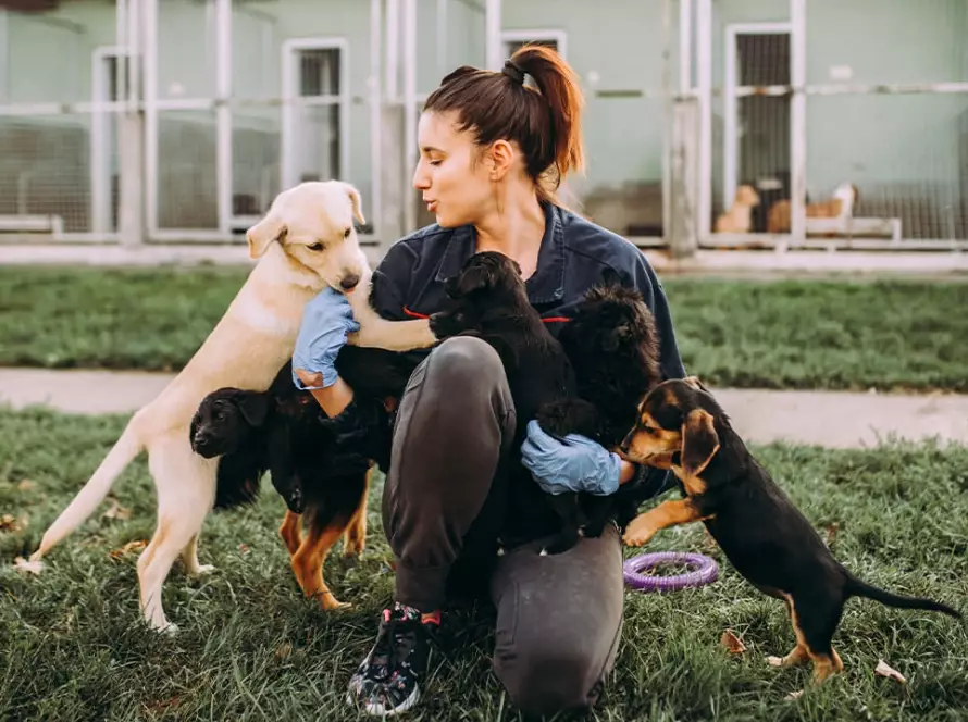 get paid to work with animals