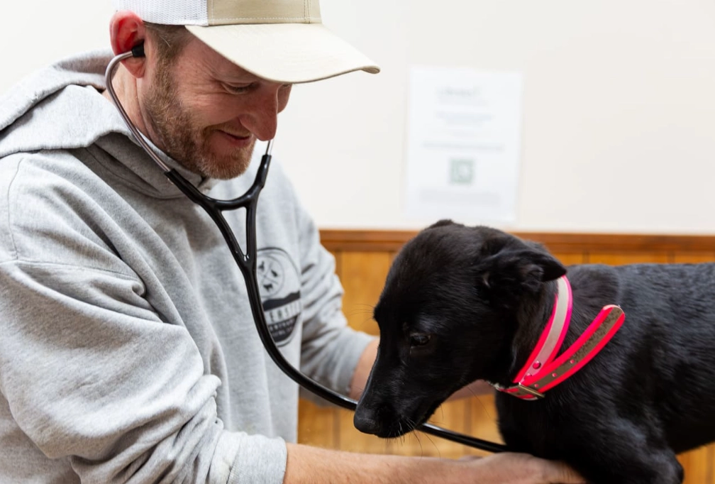 how to work with animals no experience