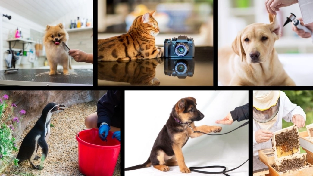 no degree animal careers