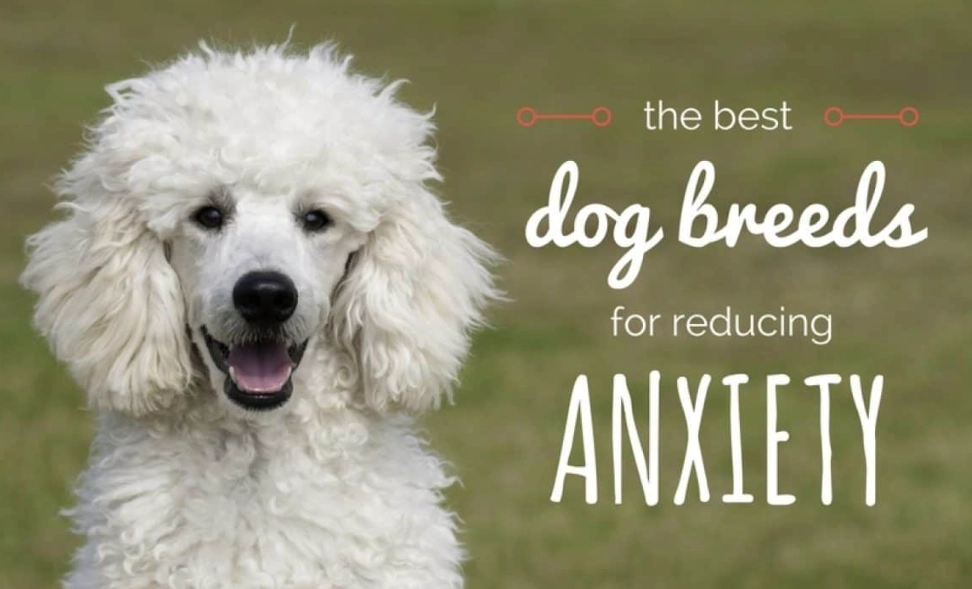 best small pets for anxiety best small pets for anxiety