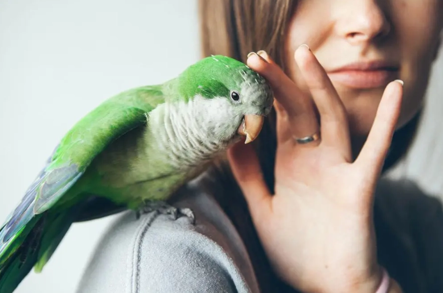 anxiety relief pets