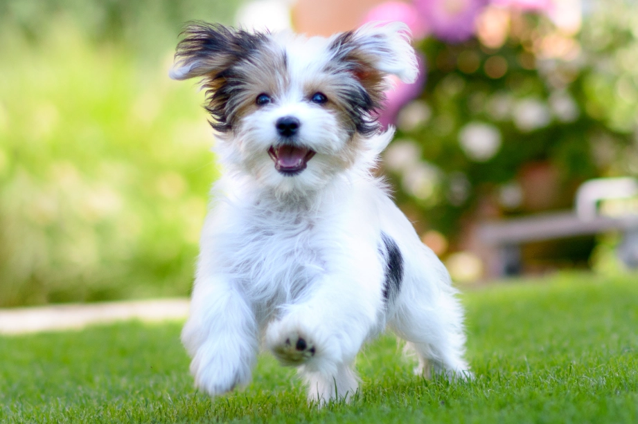 low maintenance small pets low maintenance small pets