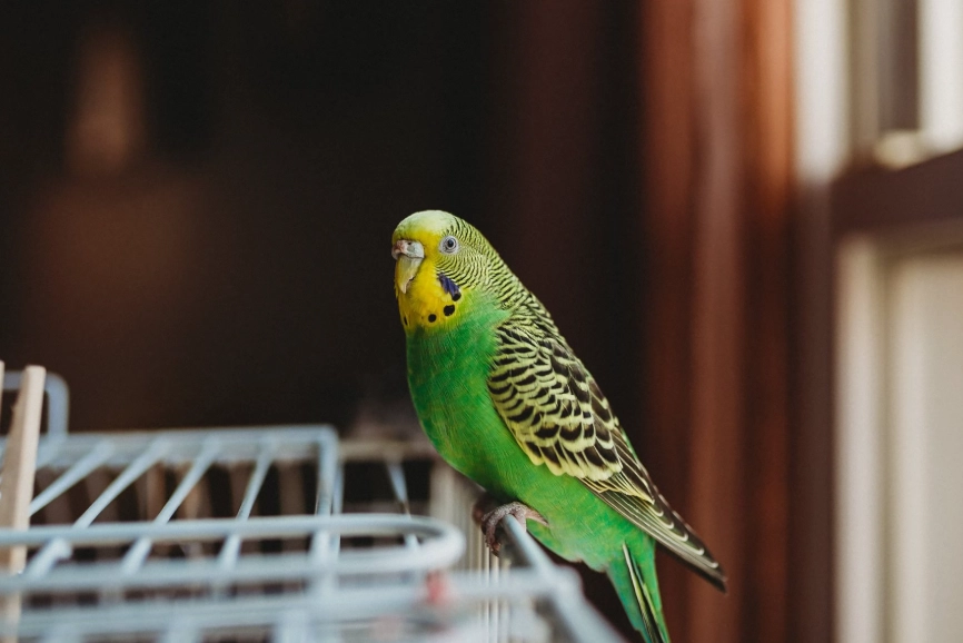 best small pets for handling