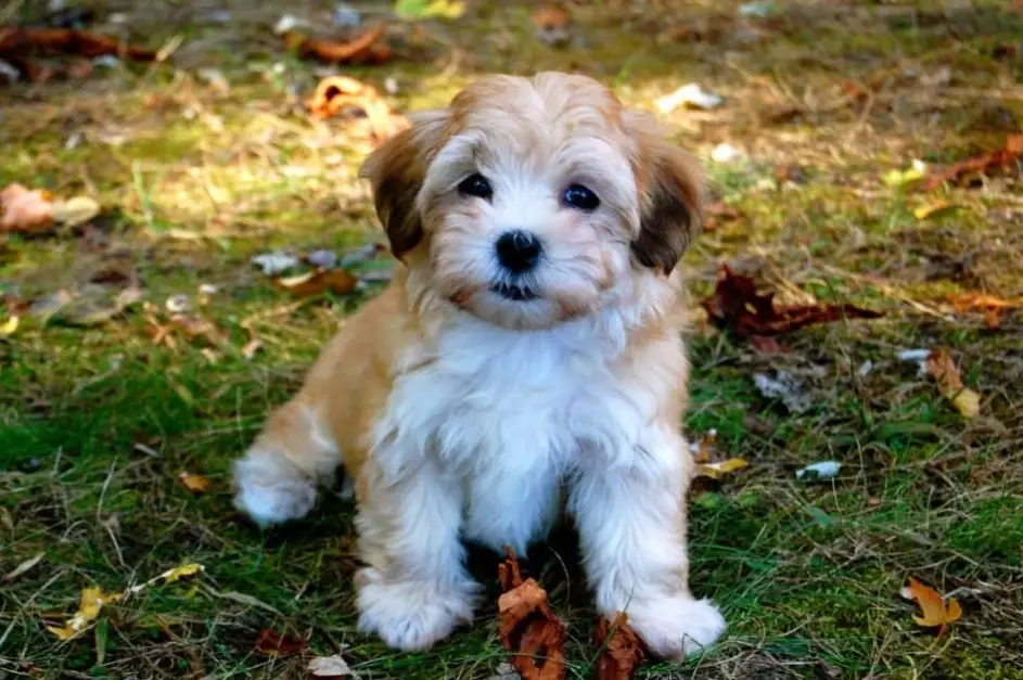 low maintenance small pets