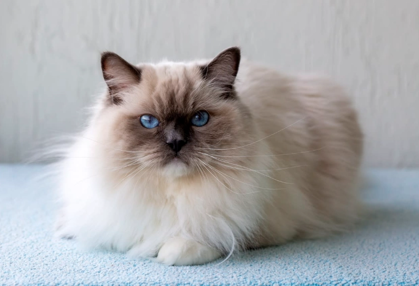 best small pets for companionship