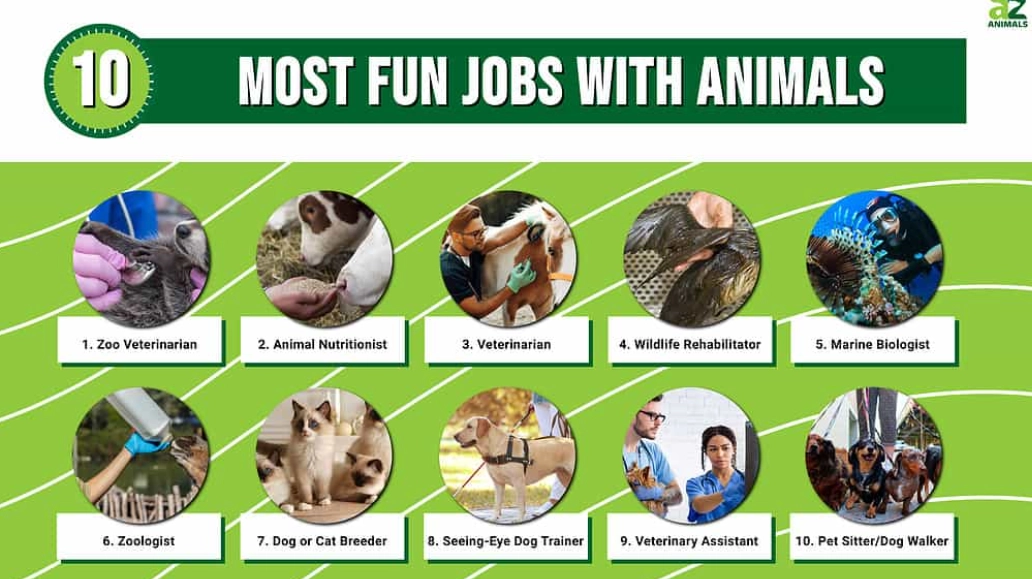 no degree animal careers
