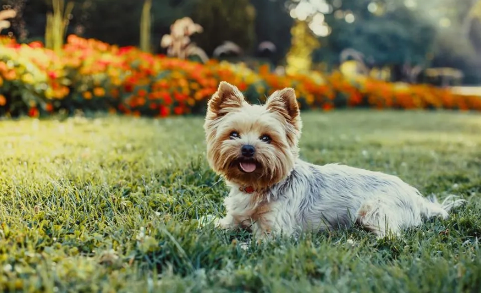 low maintenance pets for adults