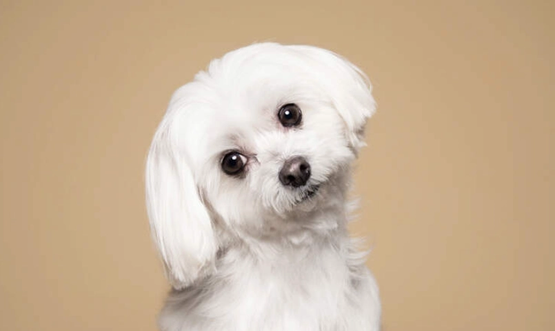 small pets for depression