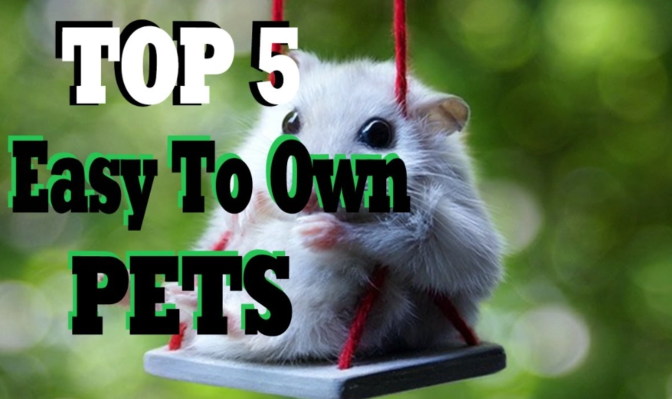 adult-friendly pocket pets