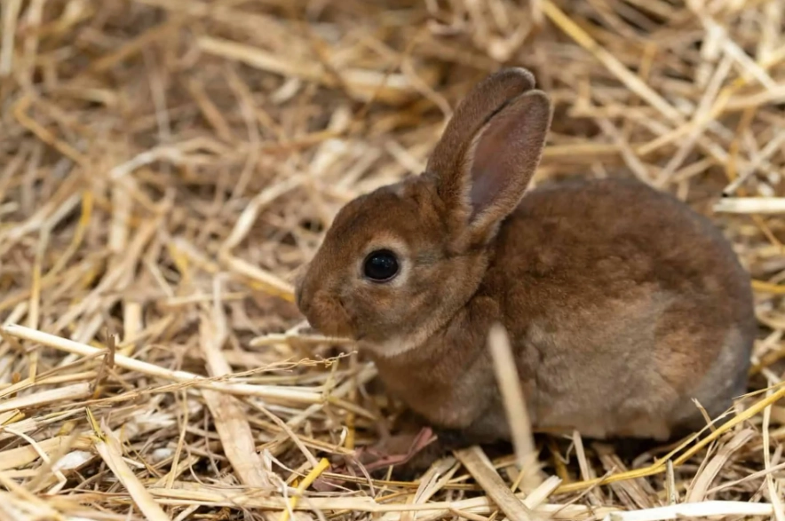 low maintenance small pets