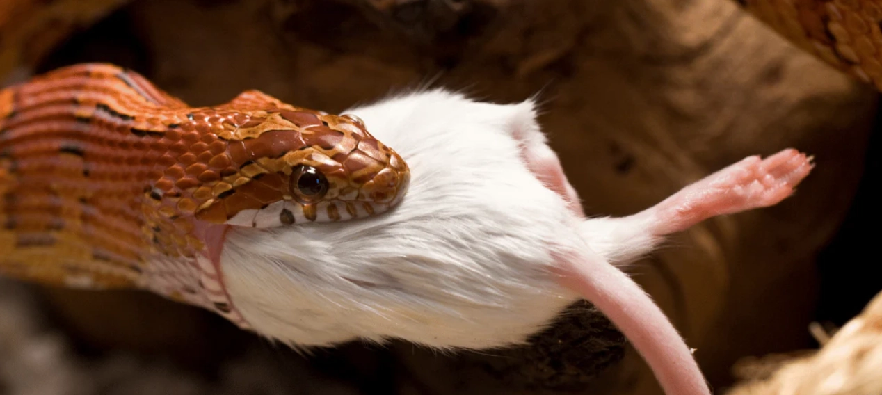 signs of overfeeding snake