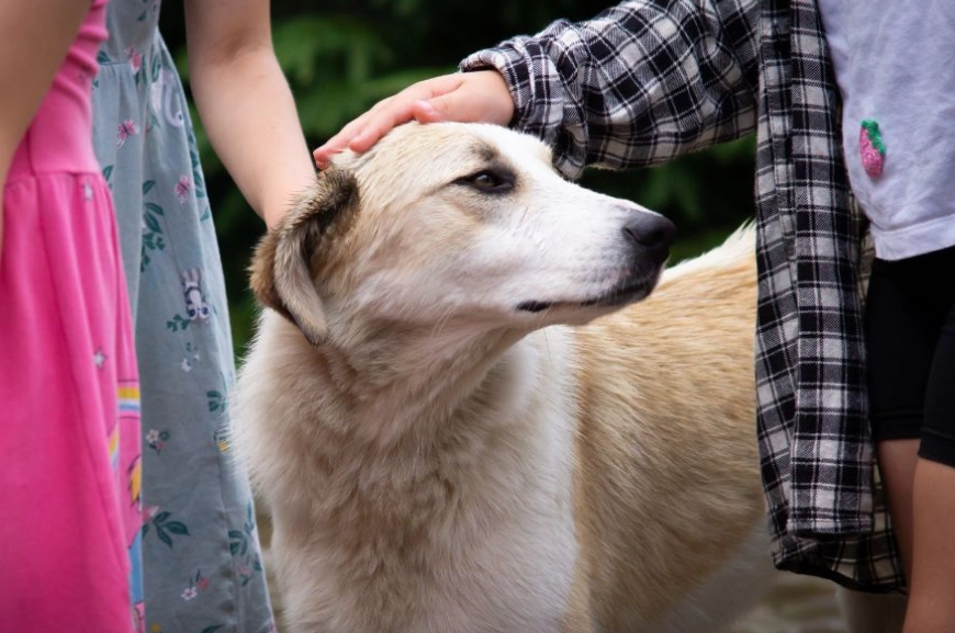 decompression period for pets decompression period for pets