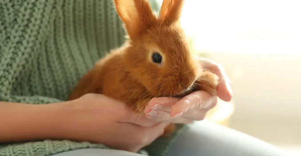 cuddly small animals