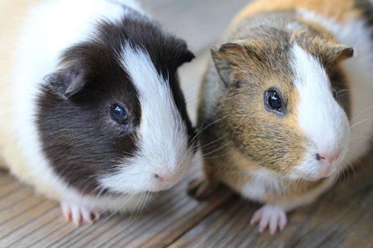 best pets for cuddling