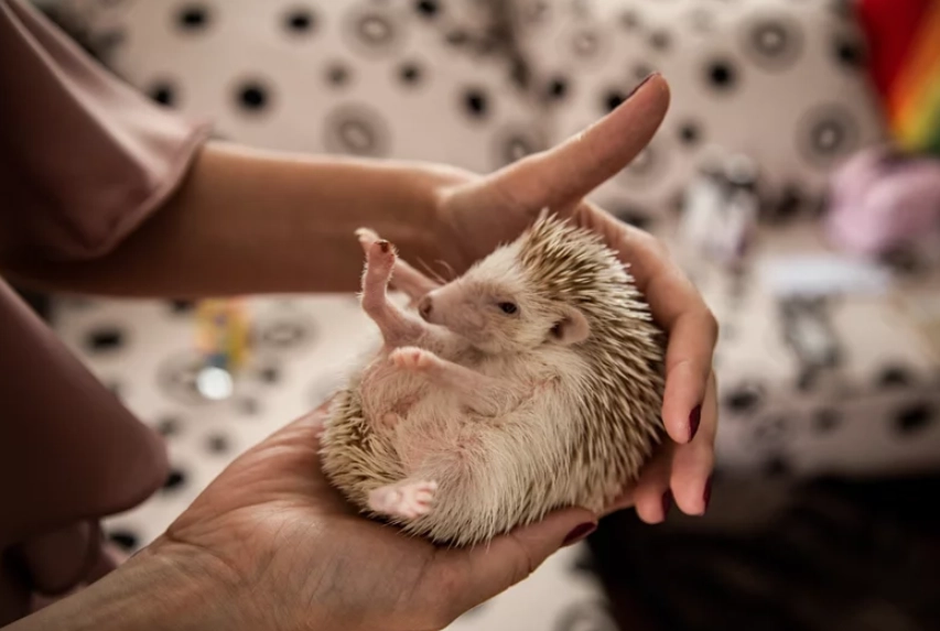 easy pets for beginners easy pets for beginners