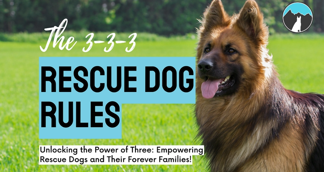 3-3-3 rule for dogs