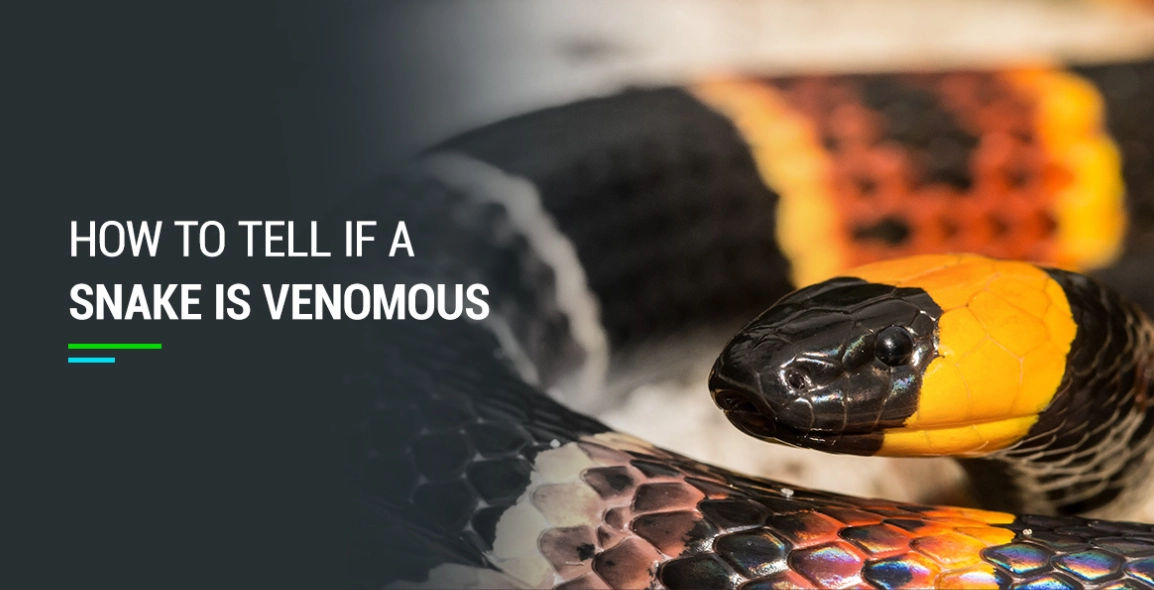 snake behavior hunger