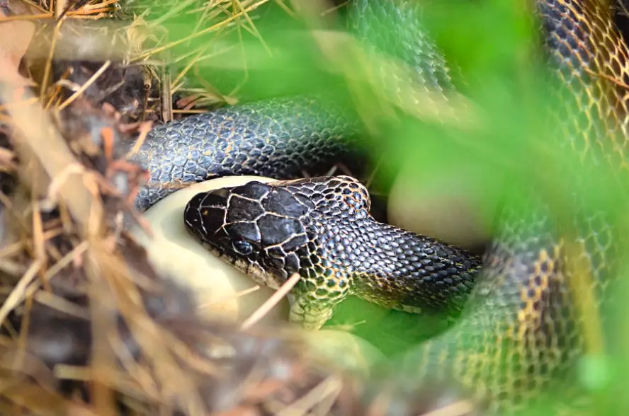 snake behavior hunger