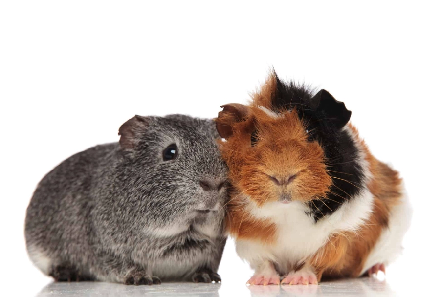 easy pets for beginners easy pets for beginners